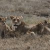Löwin mit Jungen, Serengeti